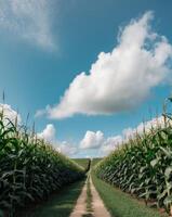 Lush Green Cornfield Pathway Under Blue Sky with Fluffy White Clouds photo