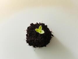 Uplifting Image of a Tiny Green Plant in Soil Inspiring Hope and New Opportunities for Growth. photo