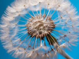 A close up of a dandelion with a blue background. photo