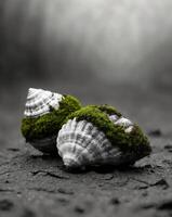 Two shells with green moss on them are sitting on a muddy ground photo