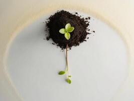 Uplifting Image of a Tiny Green Plant in Soil Inspiring Hope and New Opportunities for Growth. photo
