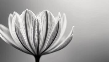 capture a close up of a flower or leaf showcasing the intricate. photo