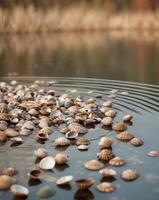 A pond with a lot of shells floating on the surface photo