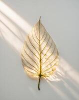 Leaf glows with sunlight filtering through its delicate structure photo