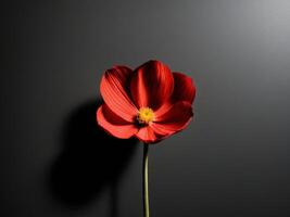A close up of a red flower with a black background. photo