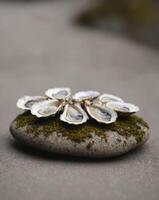 A group of oysters are sitting on a rock photo