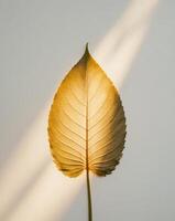 Leaf glows with sunlight filtering through its delicate structure photo