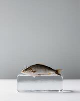 A piece of fish is sitting on a block of ice photo