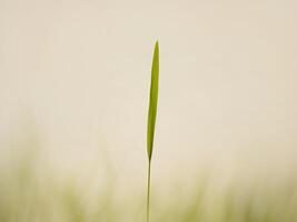 Green Grass Blade with Soft Background Light. photo