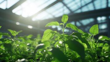 Sunlit green plants thriving in a greenhouse setting. photo