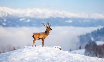 A majestic deer stands on snow-covered terrain with mountains in the background. photo