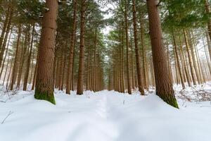 Snow-covered forest path with tall trees creating a serene atmosphere. photo