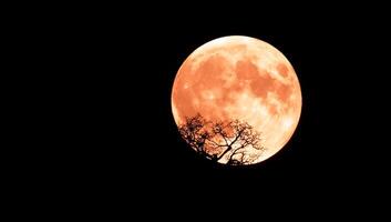 A large, orange moon rises behind a silhouetted tree branch. photo