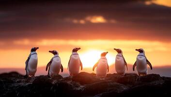 Six penguins standing on rocks at sunset, creating a serene scene. photo