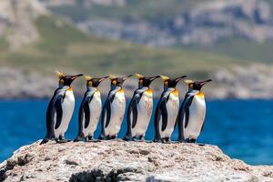 A group of king penguins standing on a rock by the sea. photo