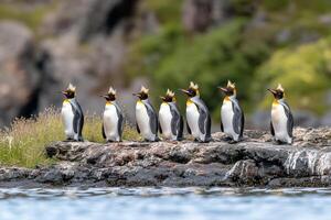 A group of king penguins standing on a rocky shore by the water. photo