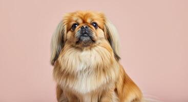 Adorable pekingese dog with fluffy coat on soft pink background for pet lovers photo