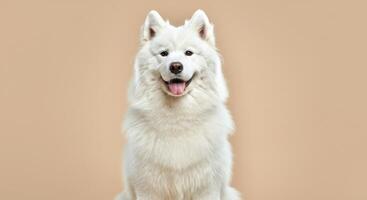 Portrait of a fluffy white samoyed dog on neutral background photo