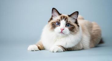 Ragdoll cat with striking blue eyes and soft fluffy fur relaxing on minimalist background photo