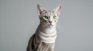 Elegant grey cat with striking green eyes on plain background for pet lovers and feline enthusiasts photo