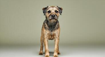 Adorable scruffy dog portrait against minimalist background photo