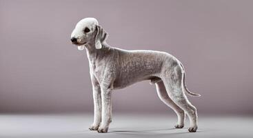 Elegant bedlington terrier in studio with textured gray background photo