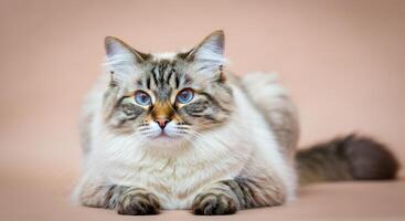 Fluffy ragdoll cat with blue eyes on pastel background for pet and nature design photo