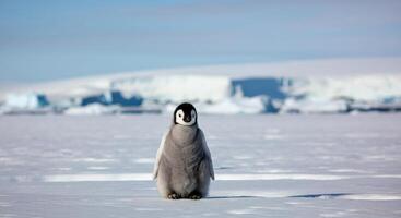 Adorable penguin chick in antarctic snowfield with iceberg backdrop photo