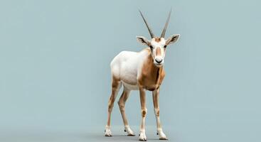 Stunning portrait of a graceful scimitar oryx against a minimalist background photo