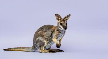Vibrant portrait of an australian kangaroo in a studio setting photo