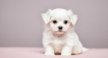 Adorable maltese puppy on soft pink carpet expressing curious innocence photo