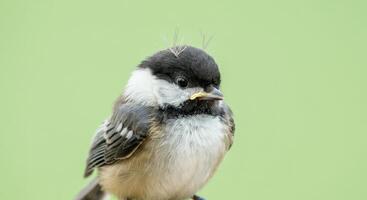 Close-up of a charming chickadee on a soft green background for nature art and education photo