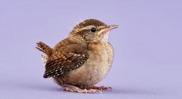 Wild wren bird on lavender backdrop for nature art and decor projects photo