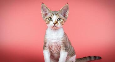 Portrait of a devon rex kitten on a vibrant pink background for design photo