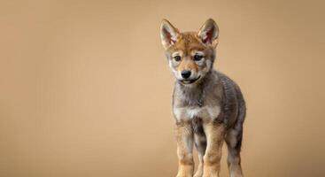 Adorable wolf pup standing against a neutral background for wildlife design photo
