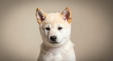 Adorable shiba inu puppy portrait with curious expression for animal lovers photo