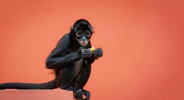 Playful monkey with fruit against vibrant orange background highlighting wildlife charm photo
