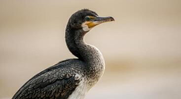 Close-up of a cormorant bird on a tranquil background for wildlife observation and ornithology photo