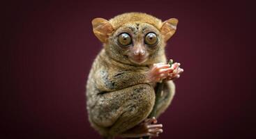 Close-up portrait of a tarsier on a branch against a deep burgundy background photo