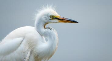 Majestic white egret in profile with distinctive plumage against soft blue background photo