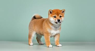 Adorable shiba inu puppy on minimalist green background for pet enthusiasts and animal lovers photo