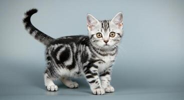 Adorable silver tabby kitten with striking black markings in studio setting for print or poster design photo
