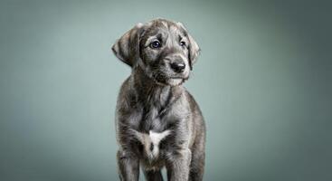 Adorable gray puppy with white markings in studio portrait ideal for pet lovers and animal themes photo