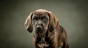 Adorable brindle puppy with curious expression on neutral background for pet portraits photo