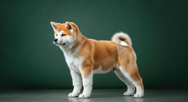Young akita inu puppy on green background, showcasing sturdy build and curious expression photo