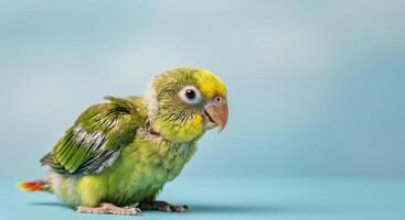 Vibrant green parrot on blue background for ornithology publications and avian studies photo