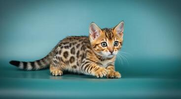 Curious bengal kitten with striking spots and playful expression posed on teal background photo