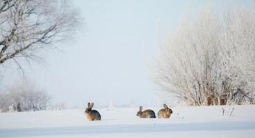 Winter scene with three rabbits in a snowy landscape photo