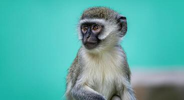 Charming vervet monkey portrait with vibrant green background photo