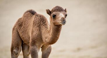 Young camel in desert environment perfect for educational and wildlife conservation projects photo